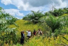 Pemprov Kalsel Optimalkan Implementasi Kelapa Sawit Tumpang Sari dengan Tanaman Pangan Padi Gogo pada Lahan PSR